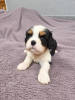 Additional photos: Ideal Cavalier King Charles Spaniel puppies.