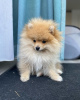 Additional photos: Pomeranian