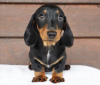 Photo №1. dachshund - for sale in the city of Munich | 600$ | Announcement № 103850