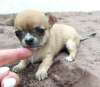 Photo №1. chihuahua - for sale in the city of Sochi | negotiated | Announcement № 11193
