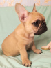 Additional photos: French bulldogs for sale