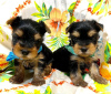 Photo №2 to announcement № 97261 for the sale of beaver yorkshire terrier - buy in Germany private announcement