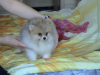 Photo №1. pomeranian - for sale in the city of Chelyabinsk | 392$ | Announcement № 11827