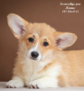 Photo №1. welsh corgi - for sale in the city of Dnipro | 1237$ | Announcement № 36386