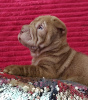 Photo №2 to announcement № 115414 for the sale of shar pei - buy in Russian Federation private announcement, breeder