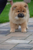 Photo №1. chow chow - for sale in the city of Niksic | negotiated | Announcement № 124356