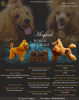 Photo №1. poodle (toy) - for sale in the city of Zrenjanin | 1057$ | Announcement № 64729