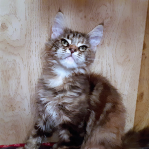 Photo №2 to announcement № 3699 for the sale of maine coon - buy in Russian Federation from nursery