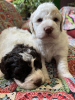 Additional photos: Lagotto Romagnolo puppies