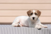 Photo №1. jack russell terrier - for sale in the city of Eagle | negotiated | Announcement № 53816