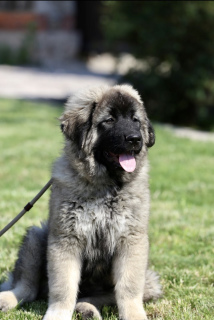 Photo №1. caucasian shepherd dog - for sale in the city of Kiev | 1128$ | Announcement № 7137