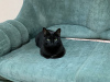 Additional photos: Elegant black cat Thomas as a gift