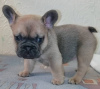 Photo №1. french bulldog - for sale in the city of Cherkasy | 700$ | Announcement № 8672