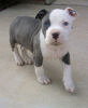 Photo №3. American staffordshire Terrier puppies. Bulgaria