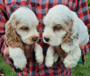 Photo №4. I will sell english cocker spaniel in the city of Zrenjanin.  - price - negotiated