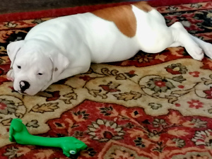 Additional photos: On sale 2 boys. American bulldog