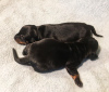 Photo №2 to announcement № 15467 for the sale of dachshund - buy in Germany private announcement