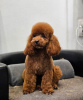 Additional photos: Toy Poodle and Miniature Poodle, puppies available