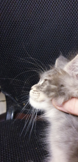 Photo №4. I will sell maine coon in the city of Nizhny Novgorod. from nursery - price - negotiated