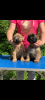 Additional photos: Beautiful purebred puppies for sale