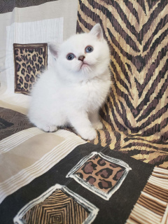 Photo №2 to announcement № 6315 for the sale of british shorthair - buy in Ukraine from nursery