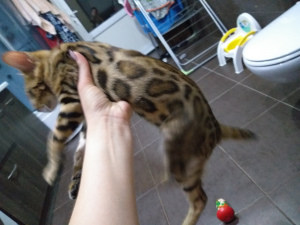 Photo №1. bengal cat - for sale in the city of Minsk | 400$ | Announcement № 1310
