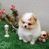 Photo №2 to announcement № 39136 for the sale of pomeranian - buy in Antarctica private announcement