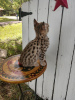 Photo №2 to announcement № 99556 for the sale of savannah cat - buy in Germany breeder