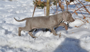 Photo №3. The kennel offers for sale Weimaraner puppies from beautiful titled parents.. Russian Federation