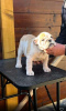 Photo №2 to announcement № 76019 for the sale of english bulldog - buy in Serbia 