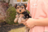 Photo №2 to announcement № 63835 for the sale of yorkshire terrier - buy in Germany 