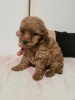 Photo №3. Poodle puppies. Serbia