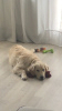 Photo №1. golden retriever - for sale in the city of Стамбул | 1700$ | Announcement № 19387
