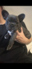 Photo №1. french bulldog - for sale in the city of Nuremberg | 280$ | Announcement № 119325