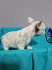 Additional photos: French bulldog puppies for sale