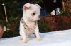 Photo №2 to announcement № 13870 for the sale of chihuahua - buy in Russian Federation breeder