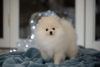 Photo №1. non-pedigree dogs - for sale in the city of New York | 1500$ | Announcement № 52306