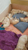 Photo №4. I will sell golden retriever in the city of Манчестер. private announcement - price - 395$