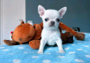 Photo №4. I will sell chihuahua in the city of Helsinki. private announcement, breeder - price - 370$