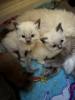 Additional photos: Ragdoll kittens viewings now welcome