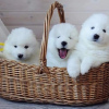 Photo №1. bichon frise - for sale in the city of Sarajevo | negotiated | Announcement № 119849