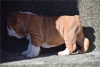 Photo №4. I will sell english bulldog in the city of Marietta.  - price - negotiated