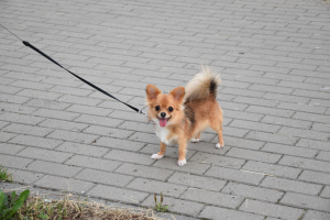 Photo №1. chihuahua - for sale in the city of Minsk | 800$ | Announcement № 7080