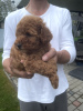 Additional photos: Miniature poodle for sale