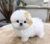 Photo №1. maltese dog - for sale in the city of Helsinki | 475$ | Announcement № 120138