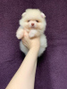 Photo №4. I will sell pomeranian in the city of Kishinev. private announcement - price - 1580$