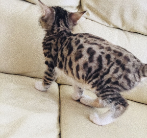 Photo №4. I will sell savannah cat in the city of Москва. private announcement - price - 1437$
