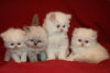 Photo №1. persian cat - for sale in the city of Стамбул | negotiated | Announcement № 10902