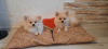 Photo №4. I will sell german spitz in the city of Orsha. private announcement - price - 214$