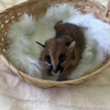 Photo №2 to announcement № 99649 for the sale of caracal - buy in Belgium private announcement, from nursery, from the shelter